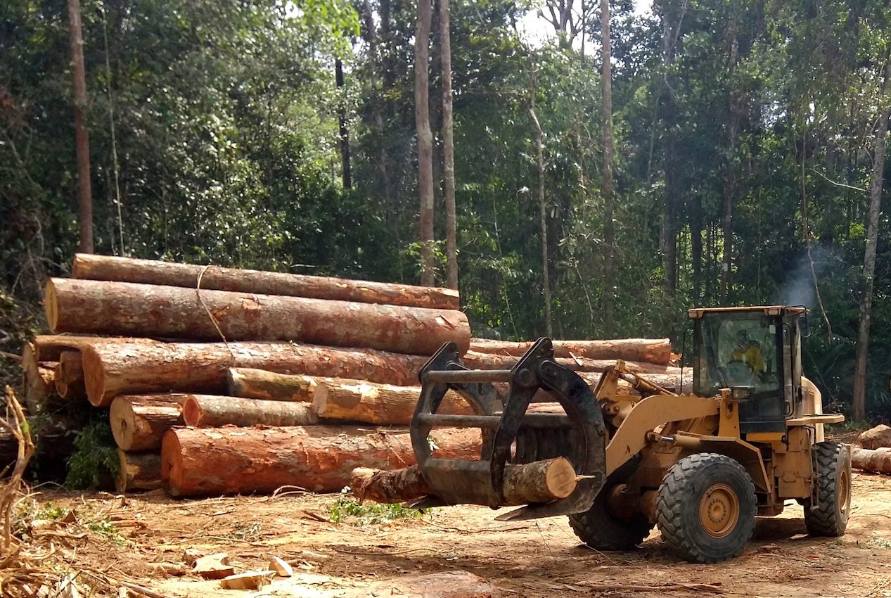 Limited logging in the Amazon is still not enough to ensure sustainability