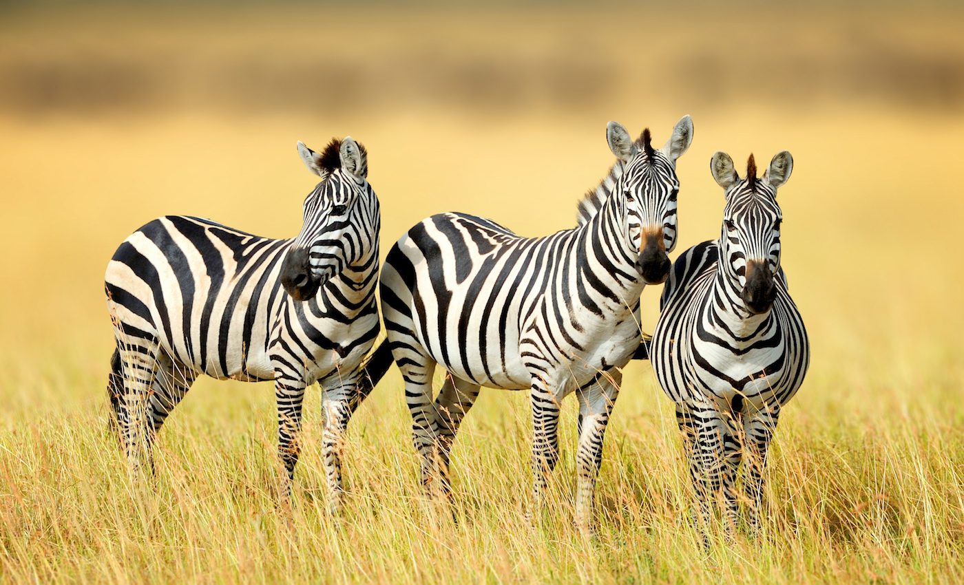 Zebra stripes may help control body temperature