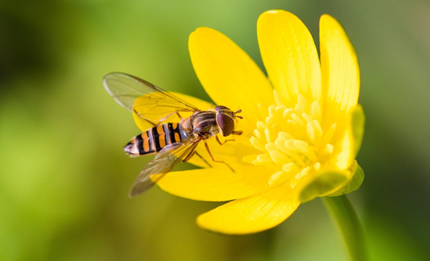 Migrating hoverflies play an important role as other pollinators vanish