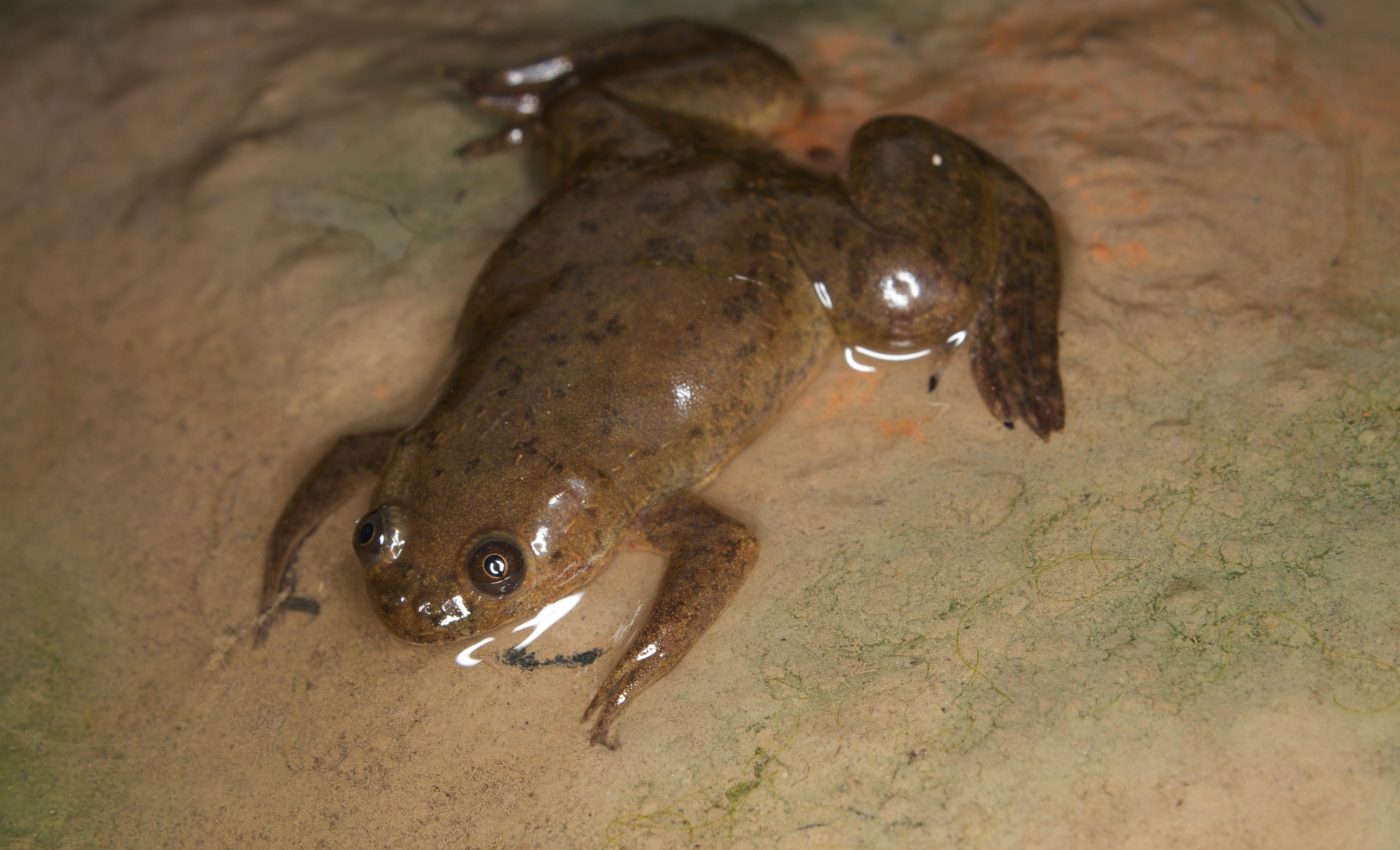 Quantum leap: The invasion of the African clawed frog