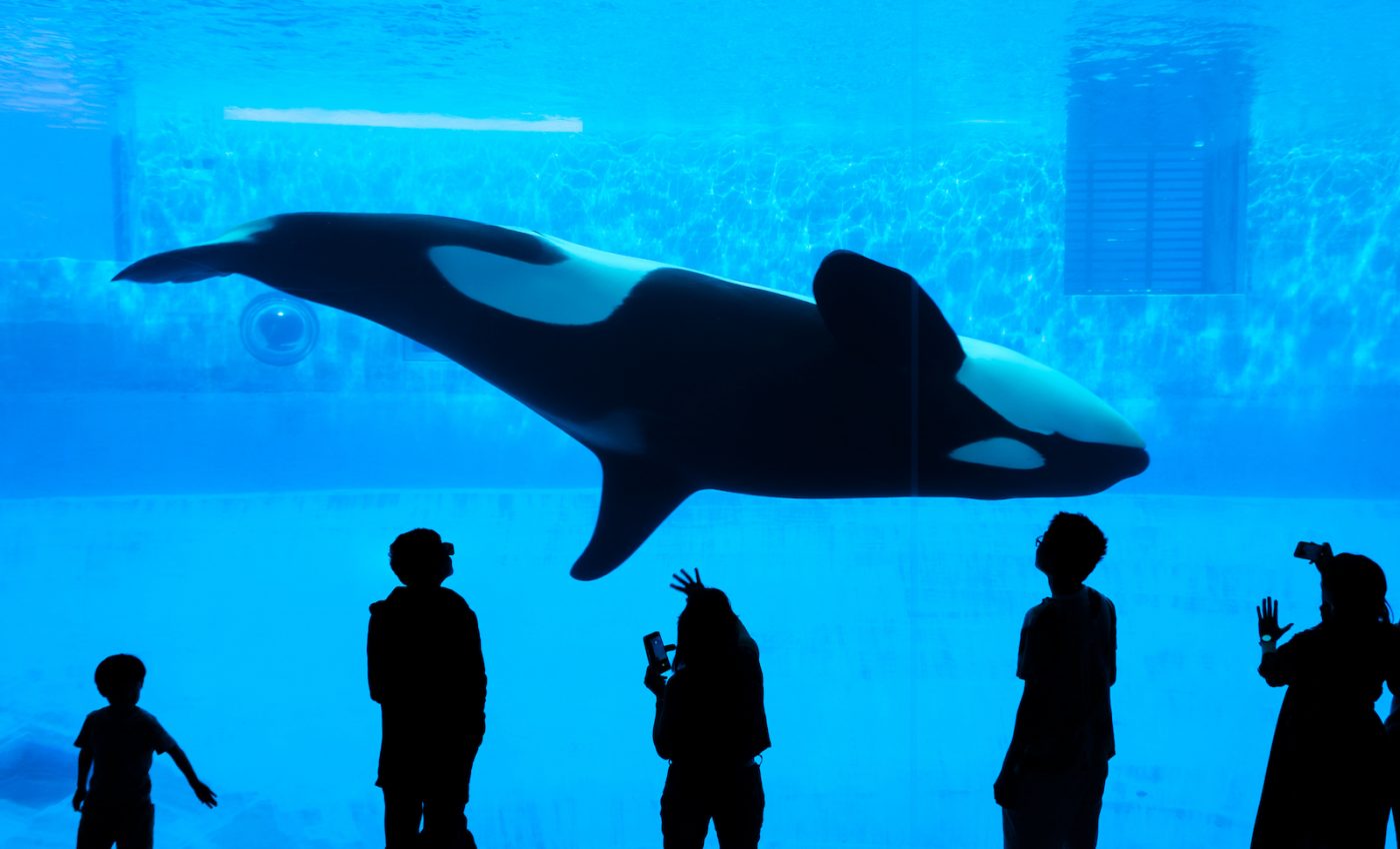 Canada passes bill to protect whales and dolphins from the cruelty of captivity