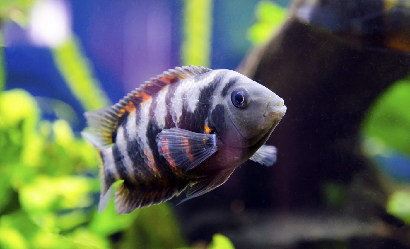 Monogamous fish species found to form human-like bonds with their partners