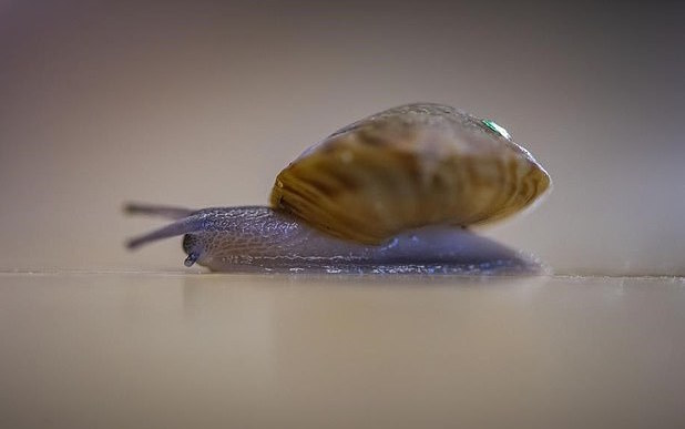 Bermudan snail species has been brought back from the brink of extinction