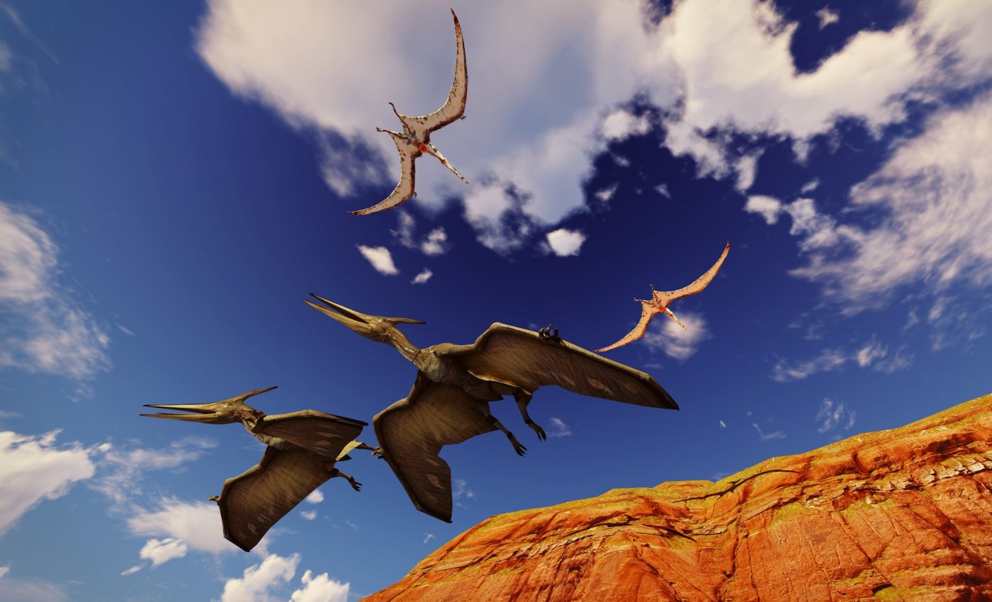 Pterodactyls were the only vertebrates who could fly from birth