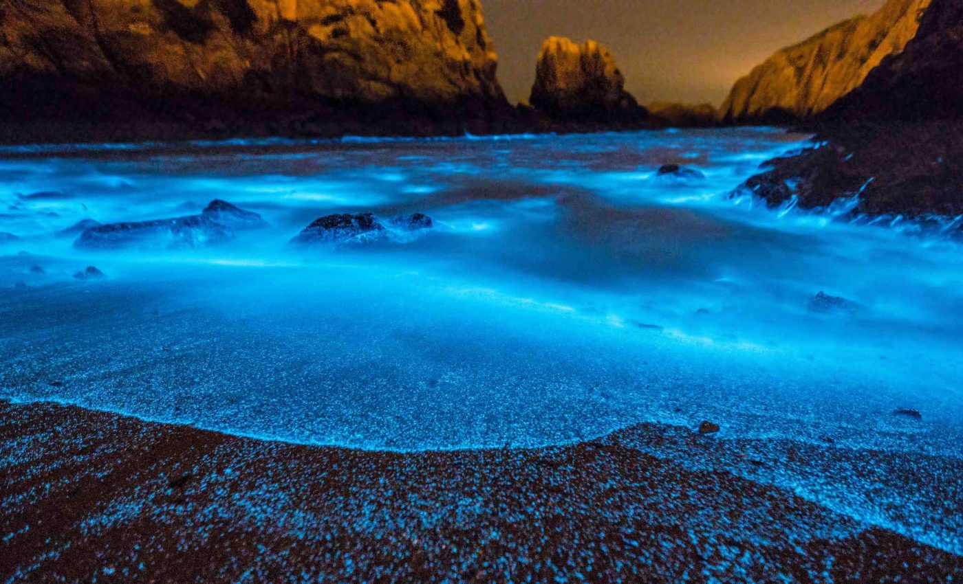 Beautiful yet toxic: ‘Blue tears’ blooms in China’s seas are growing