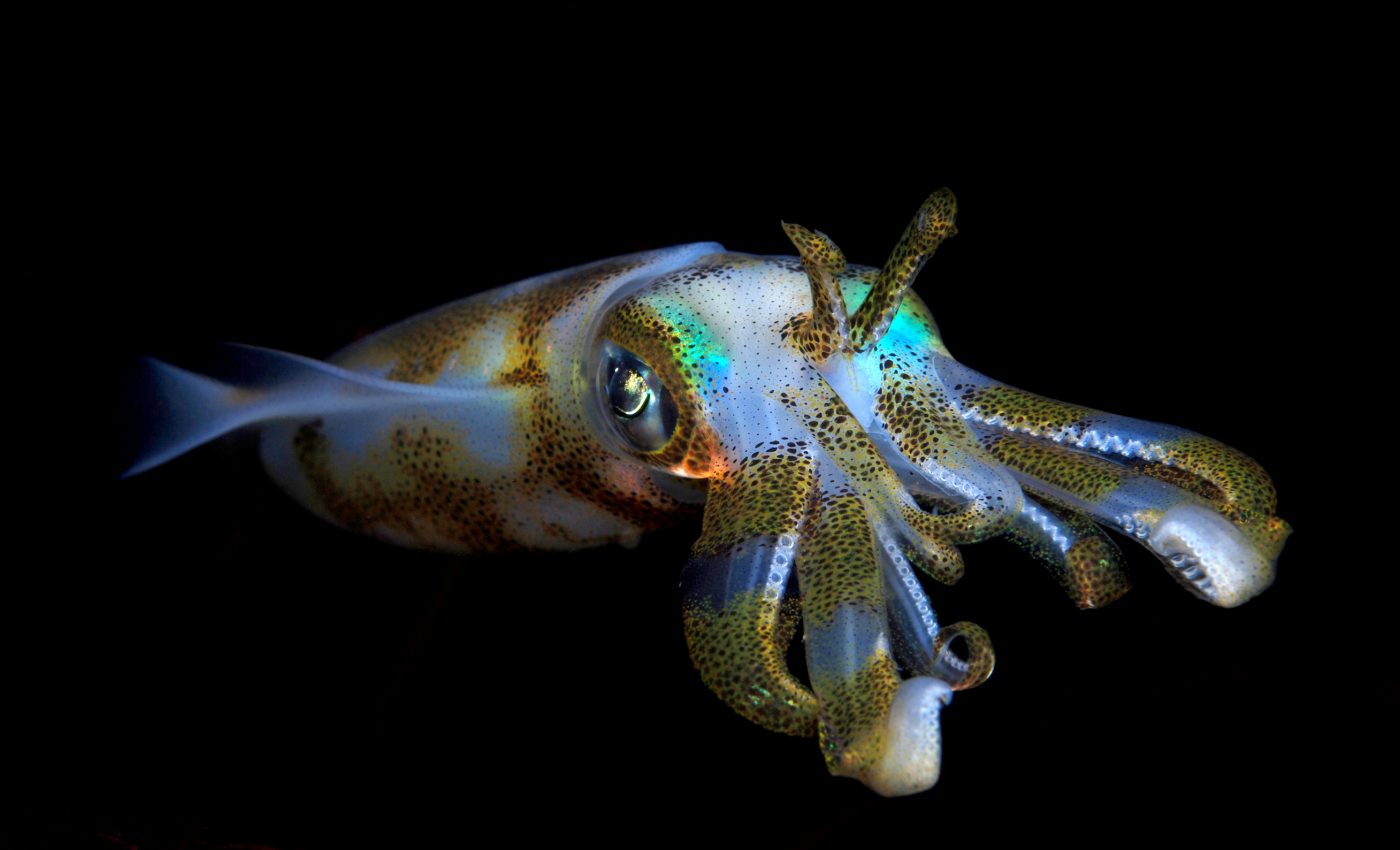 Why squid may actually flourish amidst a changing climate