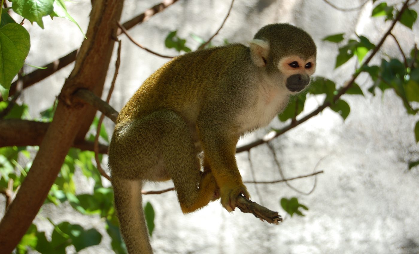 South American monkeys face extinction risk due to climate change