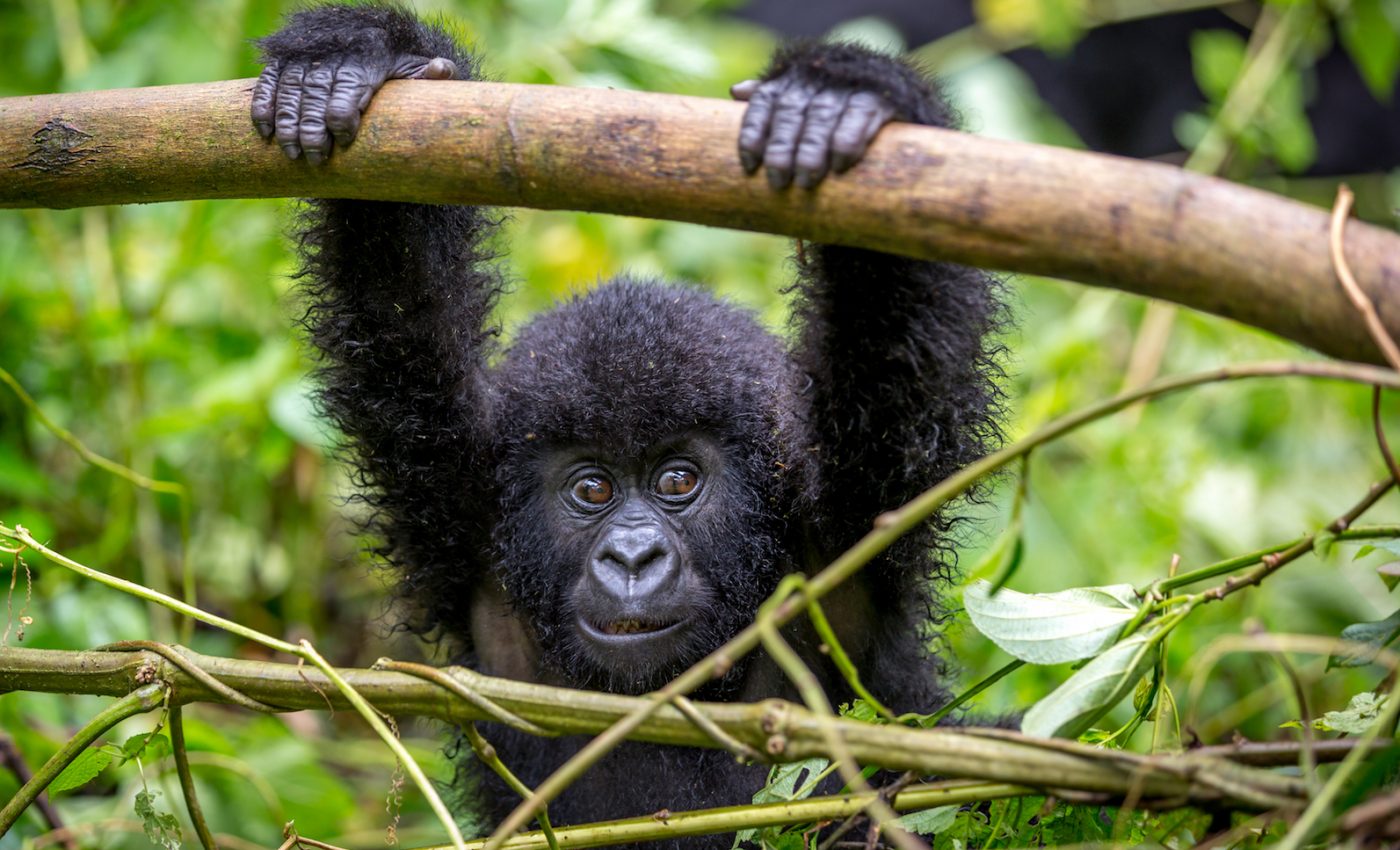 Growing global demand for commodities is pushing primates toward extinction