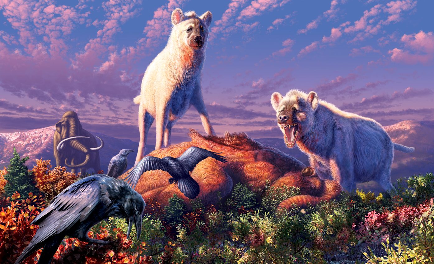 Hyenas lived in the Arctic during the last ice age, study reveals