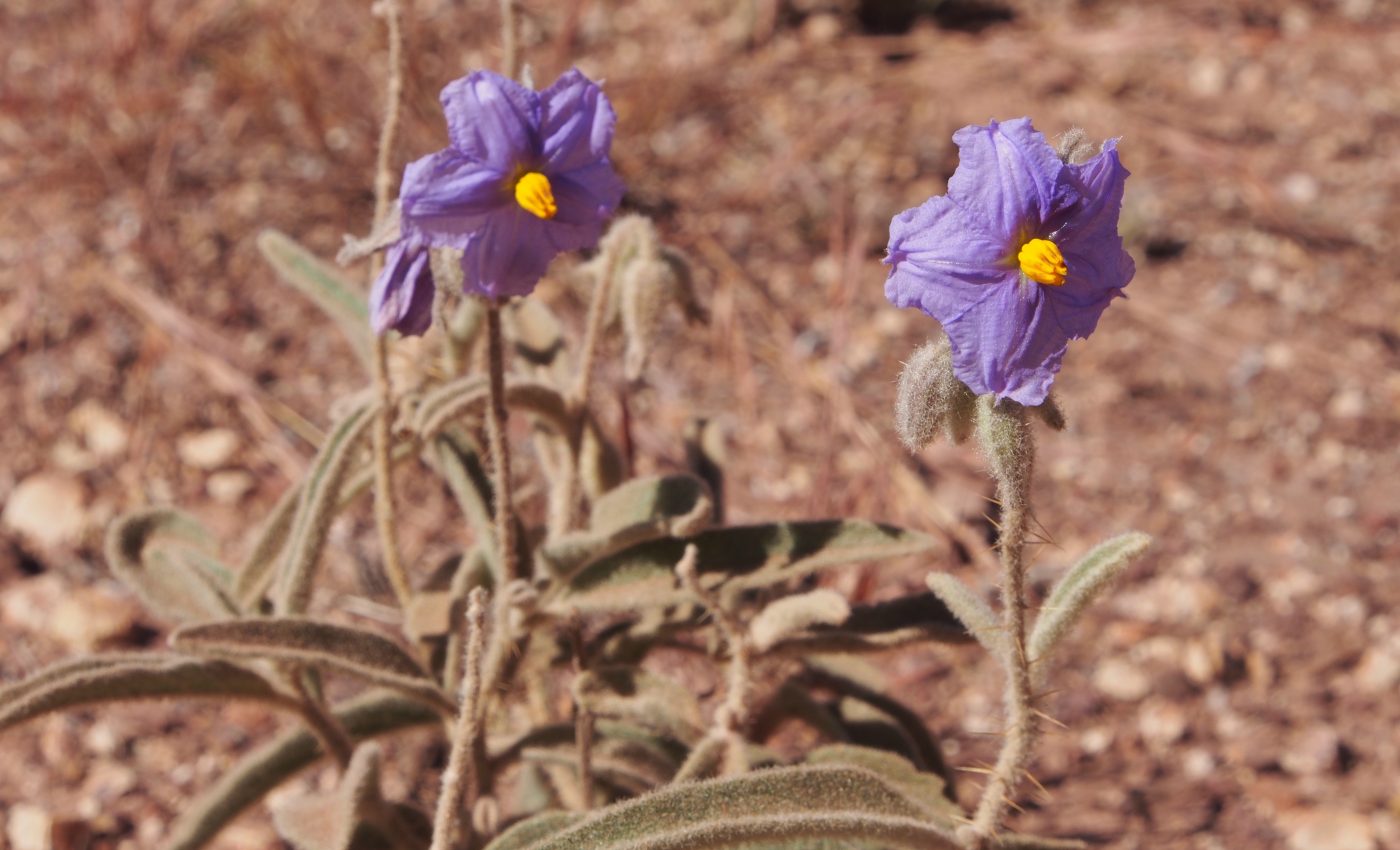Australian Outback plant species challenges the idea of binary sexuality