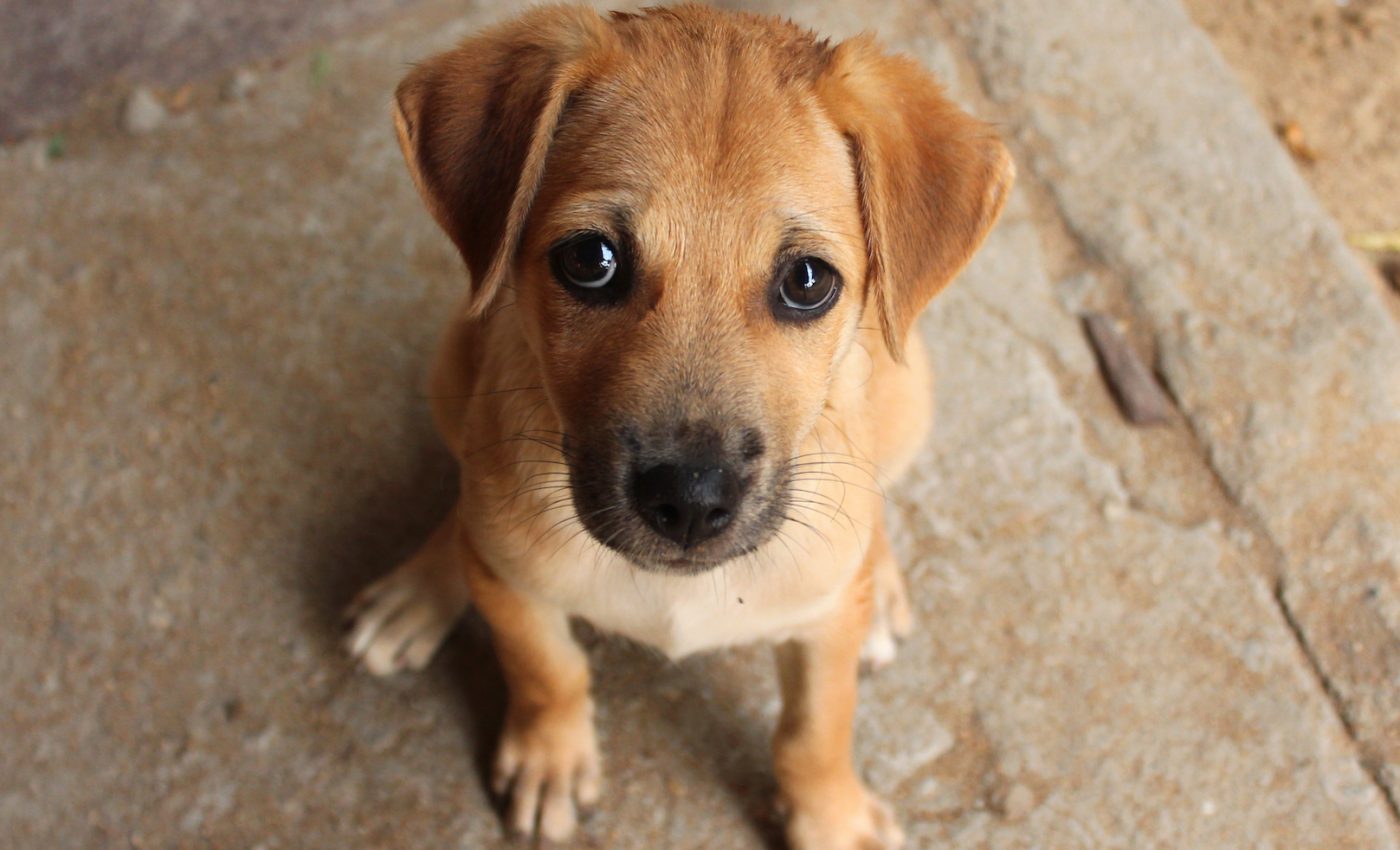Dogs evolved their ‘puppy dog eyes’ to appeal to humans