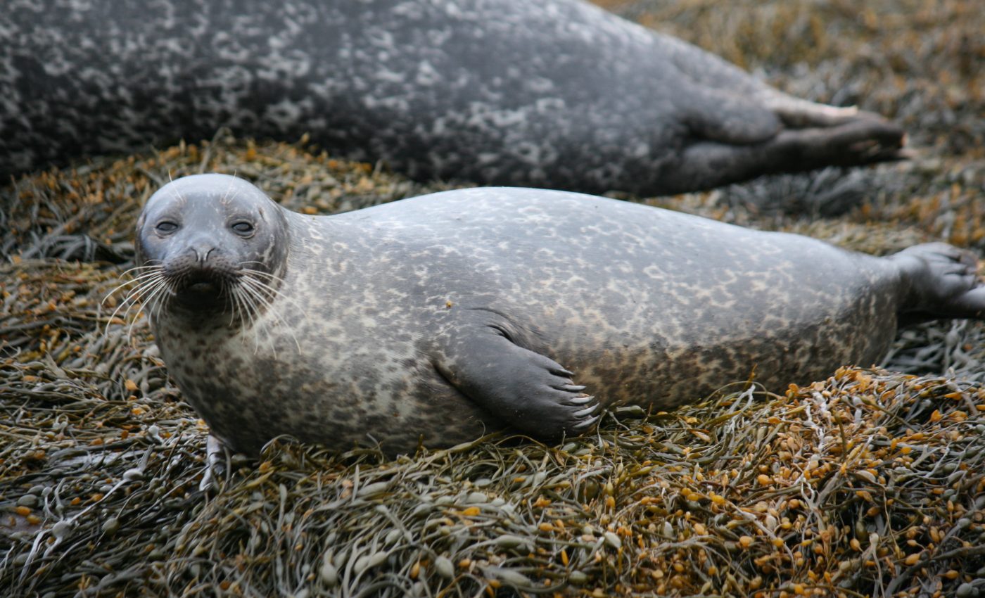 New wearable device shows how seals regulate oxygen flow while diving
