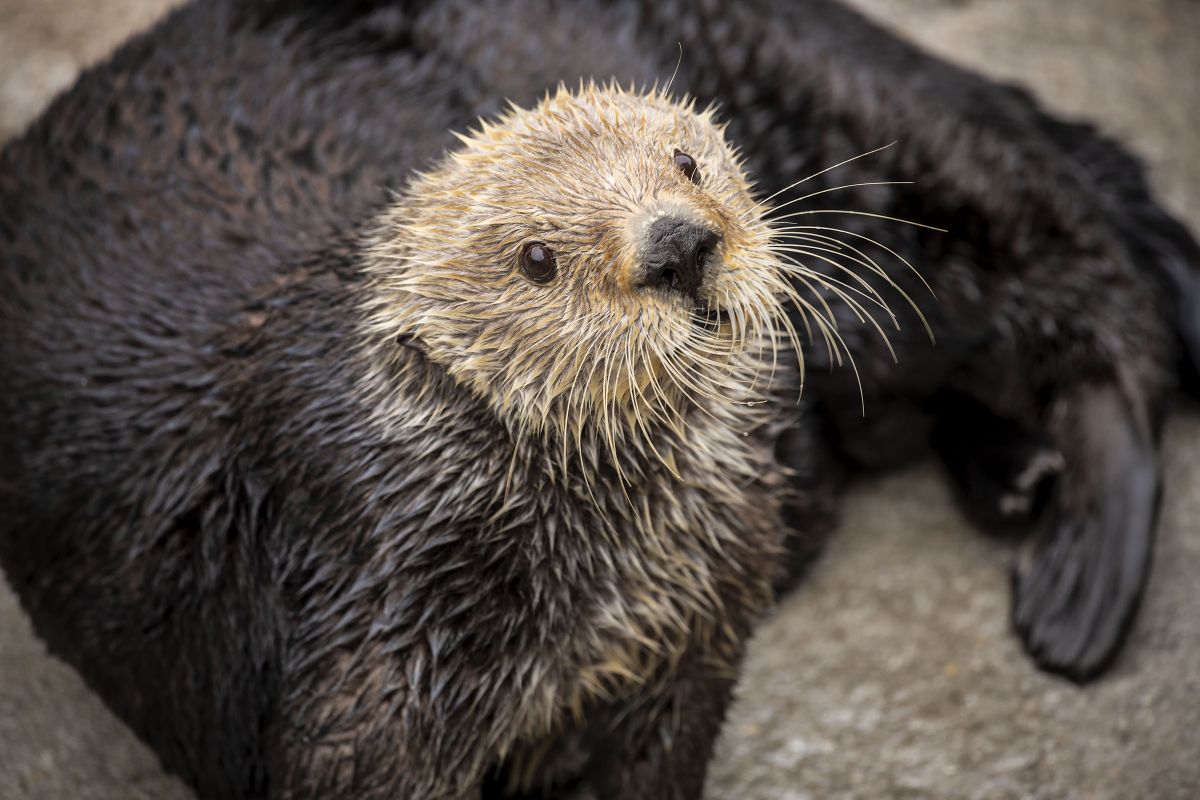 Threatened sea otters found to have low genetic diversity
