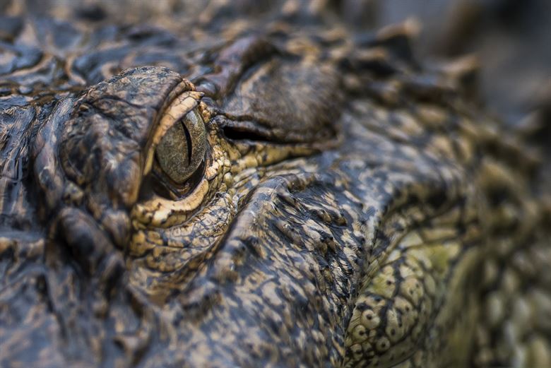 Crocodile distribution could reveal secrets of the Earth’s past climate