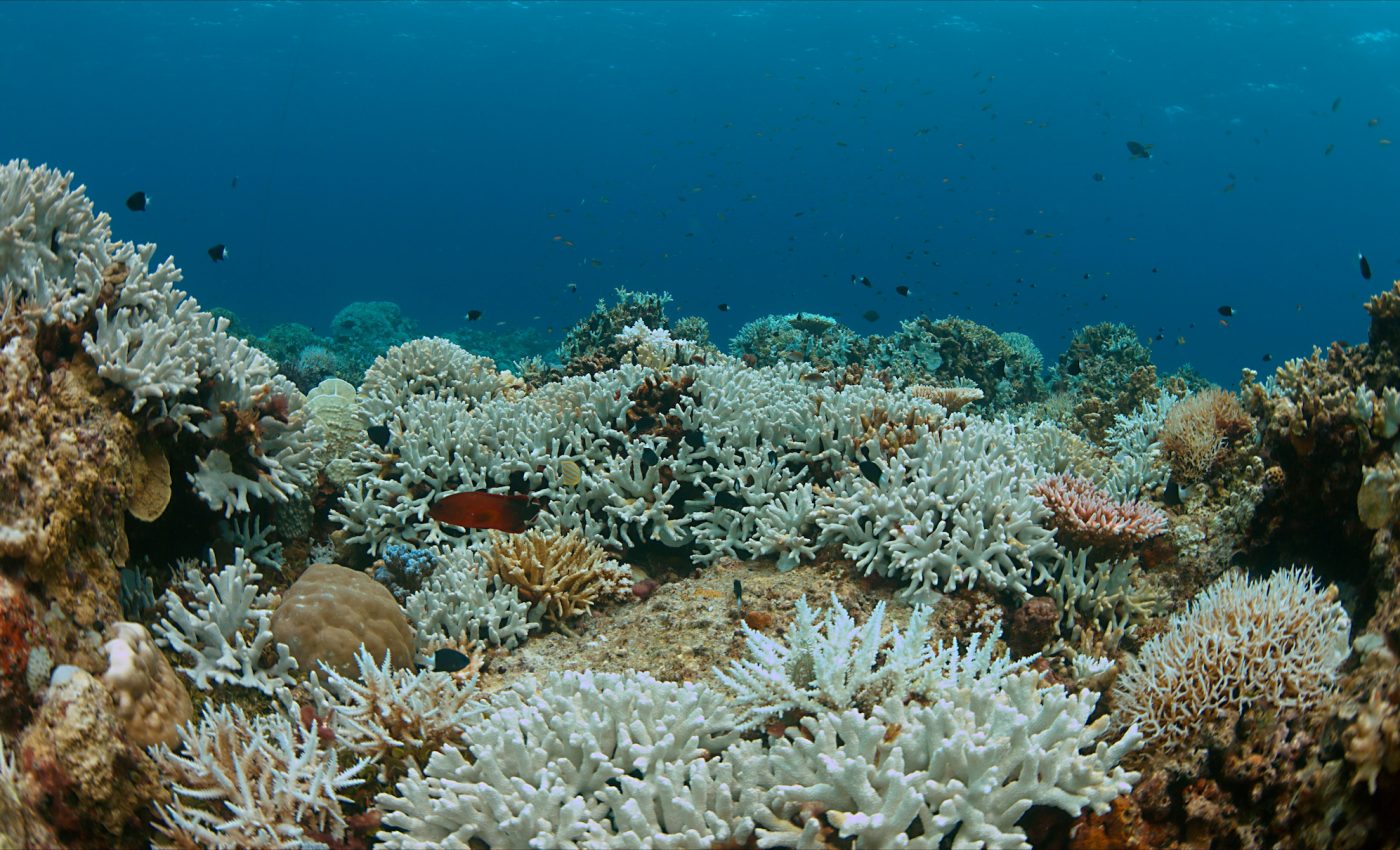 Coral bleaching is permanently altering fish communities