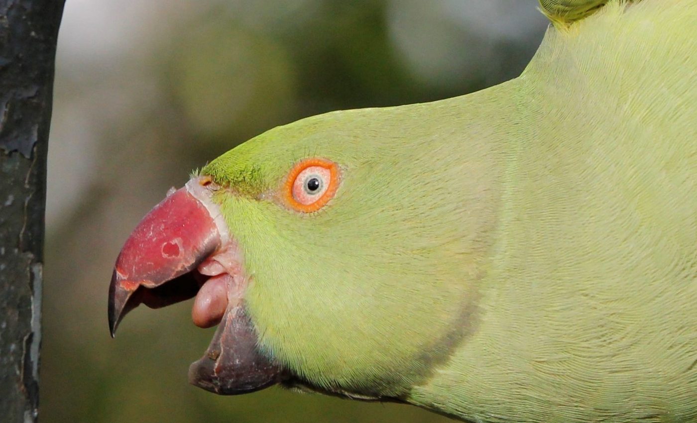 To thrive, ‘alien’ birds must live in locations similar to their native habitat