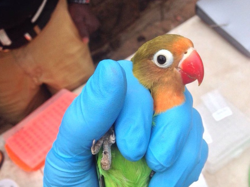 Antimicrobial bacteria could soon spread across cities through urban wildlife