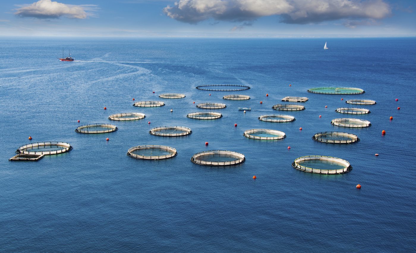 The world’s marine fisheries belong to one vast network