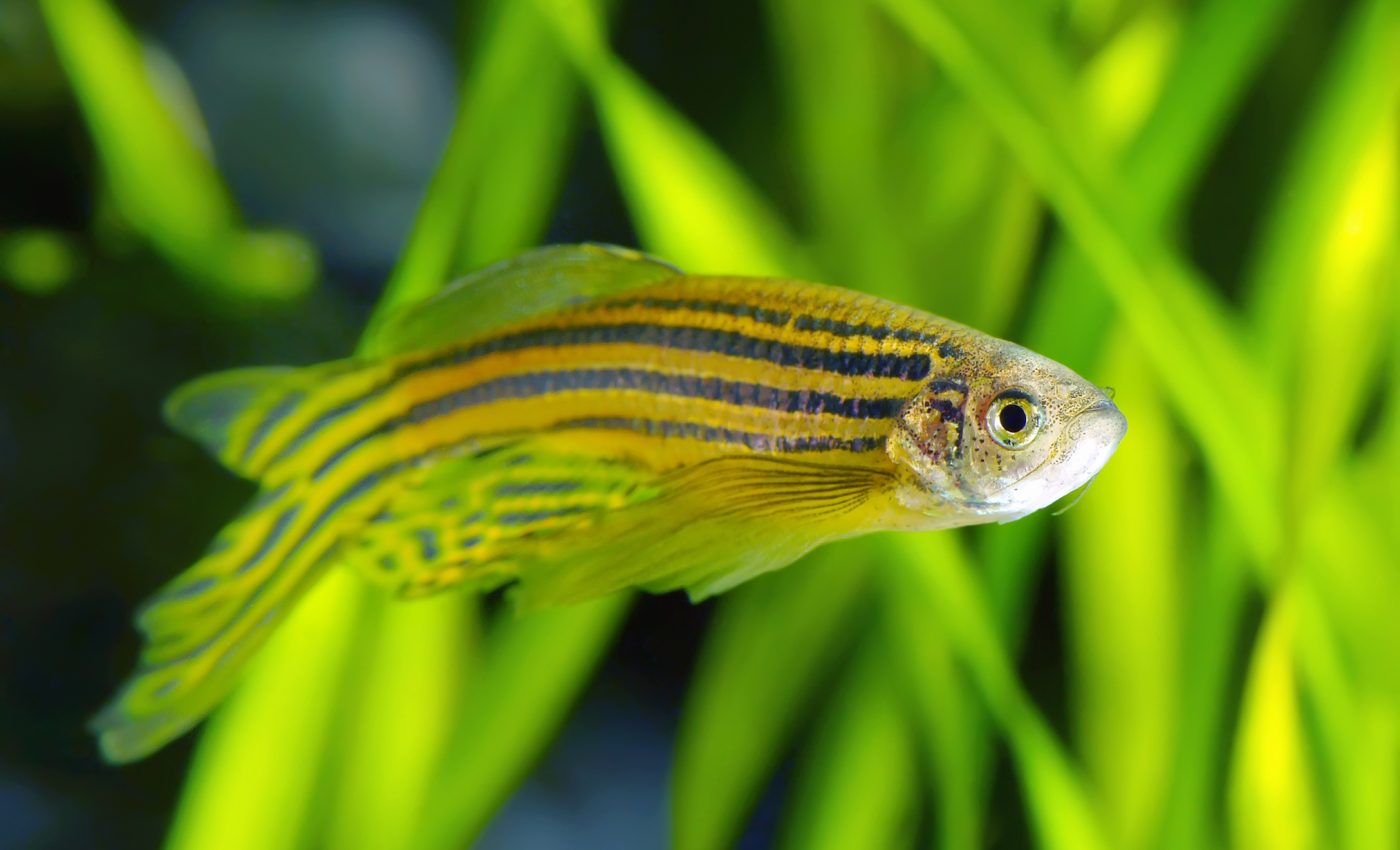Fish are able to ‘give up’ and save energy thanks to gila