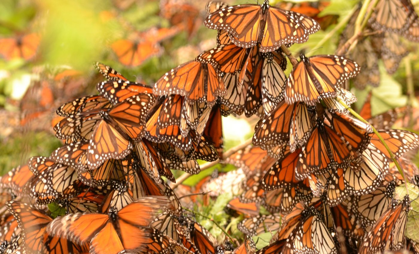 City landscapes can actually be very helpful in recovering monarch numbers