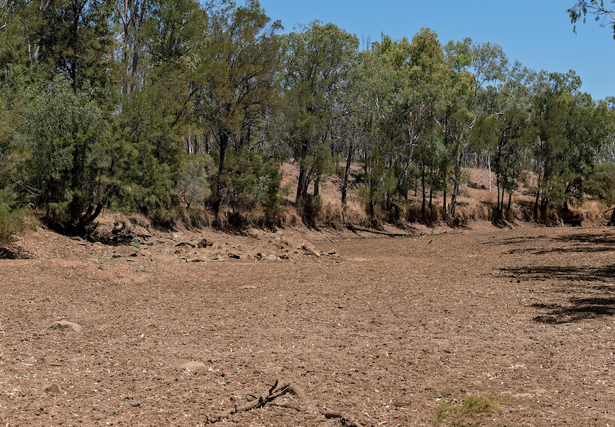 Plants and trees can intensify droughts by drawing up large amounts of water