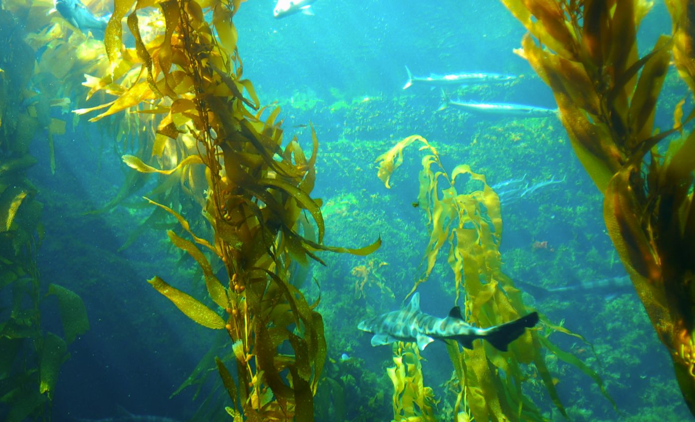 Damage to the ozone layer is impacting climate feedback loops