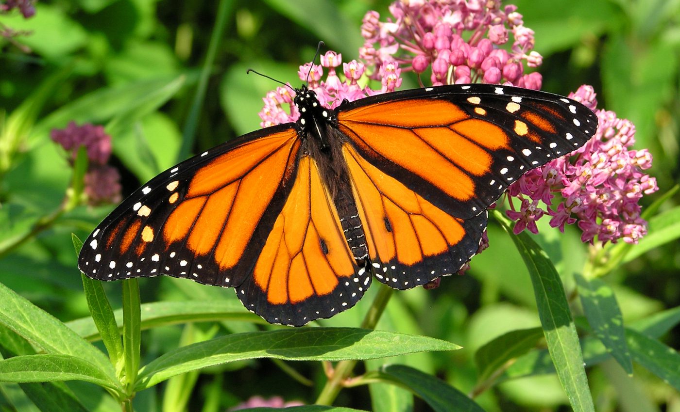 Monarch butterflies that are bred in captivity lose their migration ability