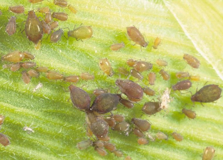Crop pests are a growing problem and may be hiding in plain sight