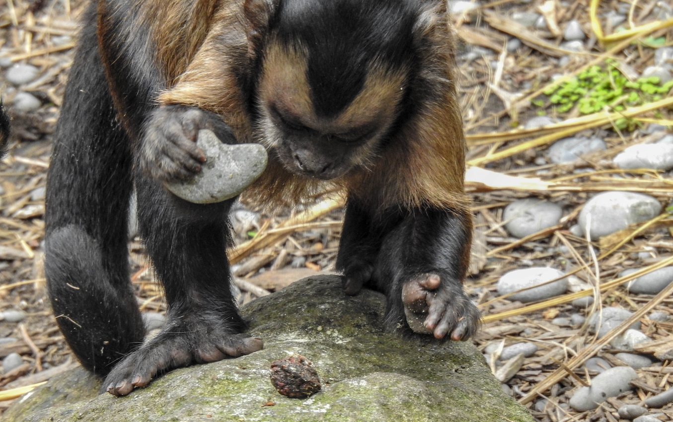 Capuchin monkeys have been using stone tools for thousands of years