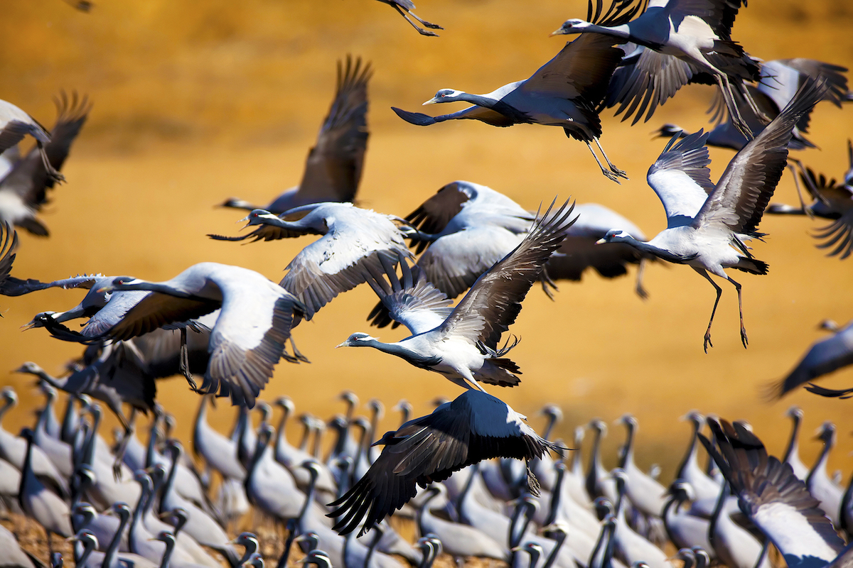 Climate change is creating more challenges for migratory birds