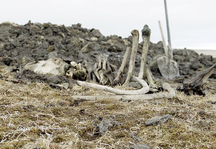 Ancient man-made weapons found alongside the remains of a woolly mammoth