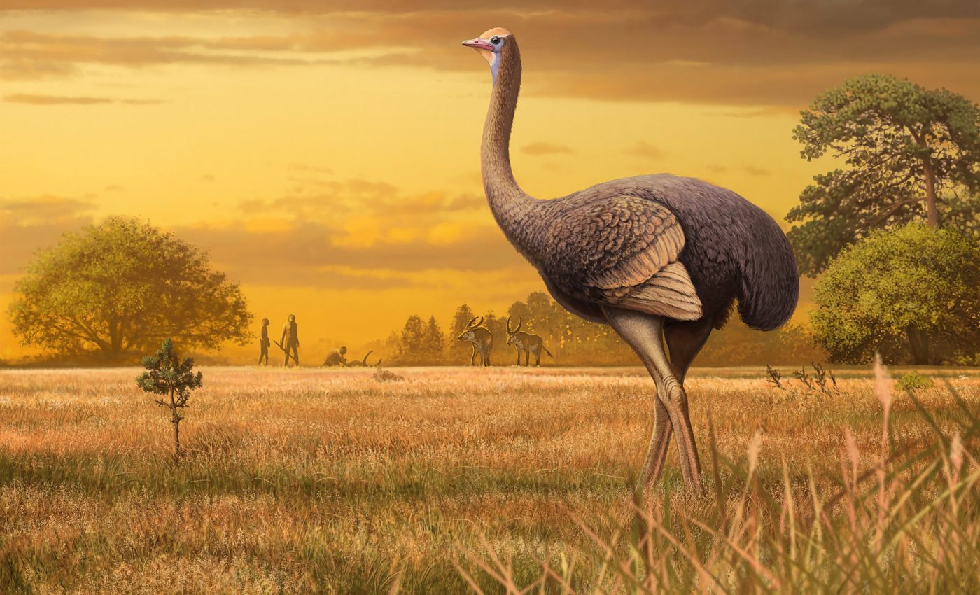 Giant bird lived alongside early Europeans millions of years ago