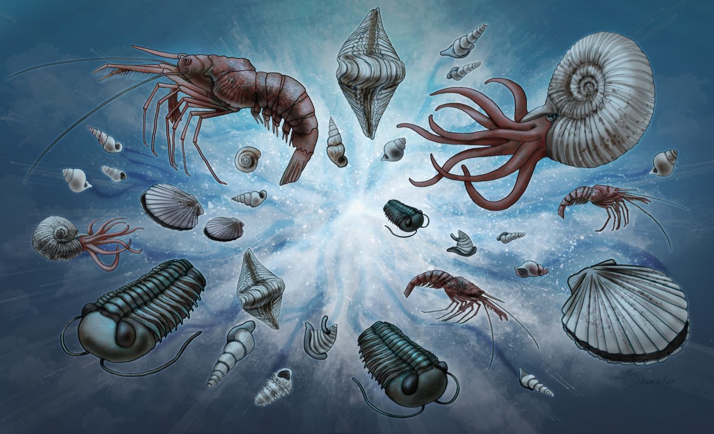 Scientists finally understand the universal pattern in fossil record