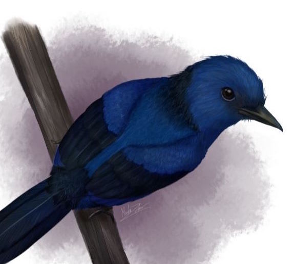 Scientists identify blue tones in ancient fossilized feathers