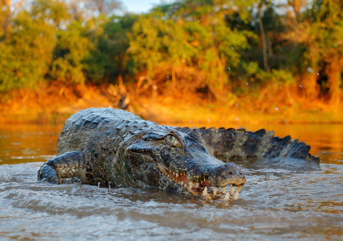 Some ancient crocodile species were herbivores
