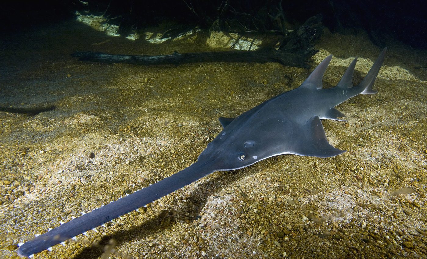 Endangered largetooth sawfish gain greater protections in the Caribbean