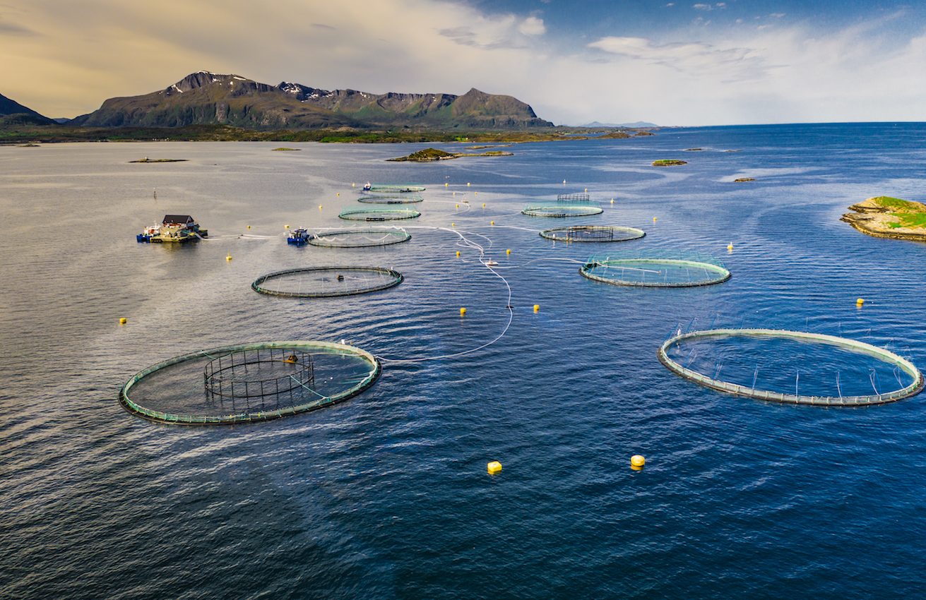 Three indicators could help protect marine ecosystems from overfishing