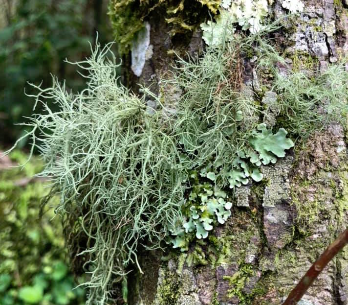 Lichens thrived after the dinosaurs, replacing plants in the ecosystem