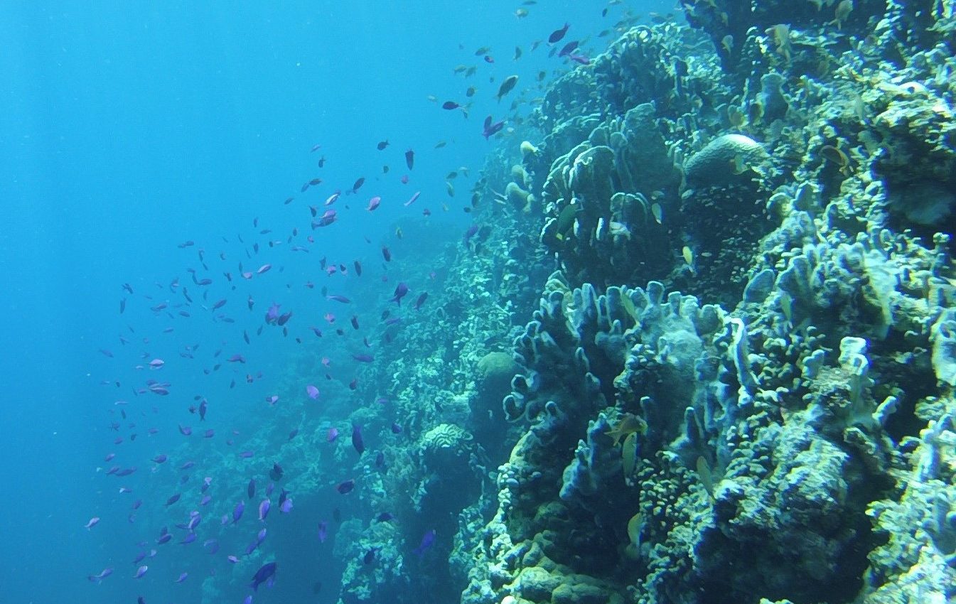 How can we protect coral reefs from climate change?