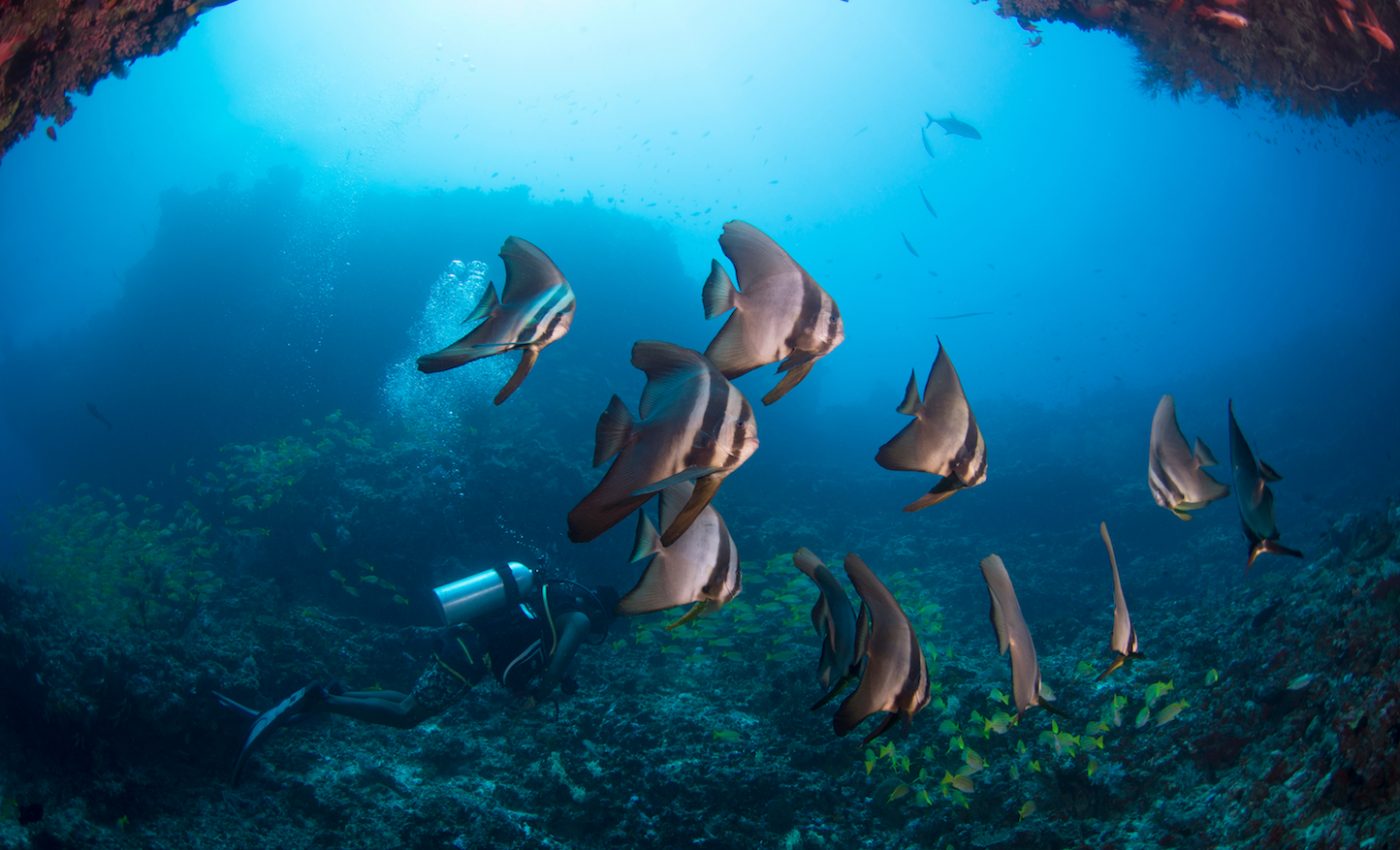 The Earth-Life system was revolutionized 170 million years ago in the ocean