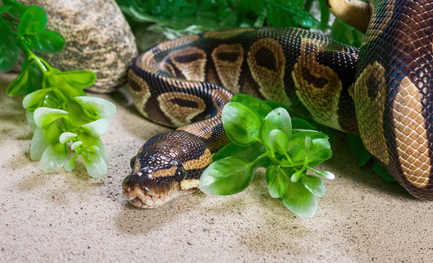 The release of exotic pets threatens local ecosystems