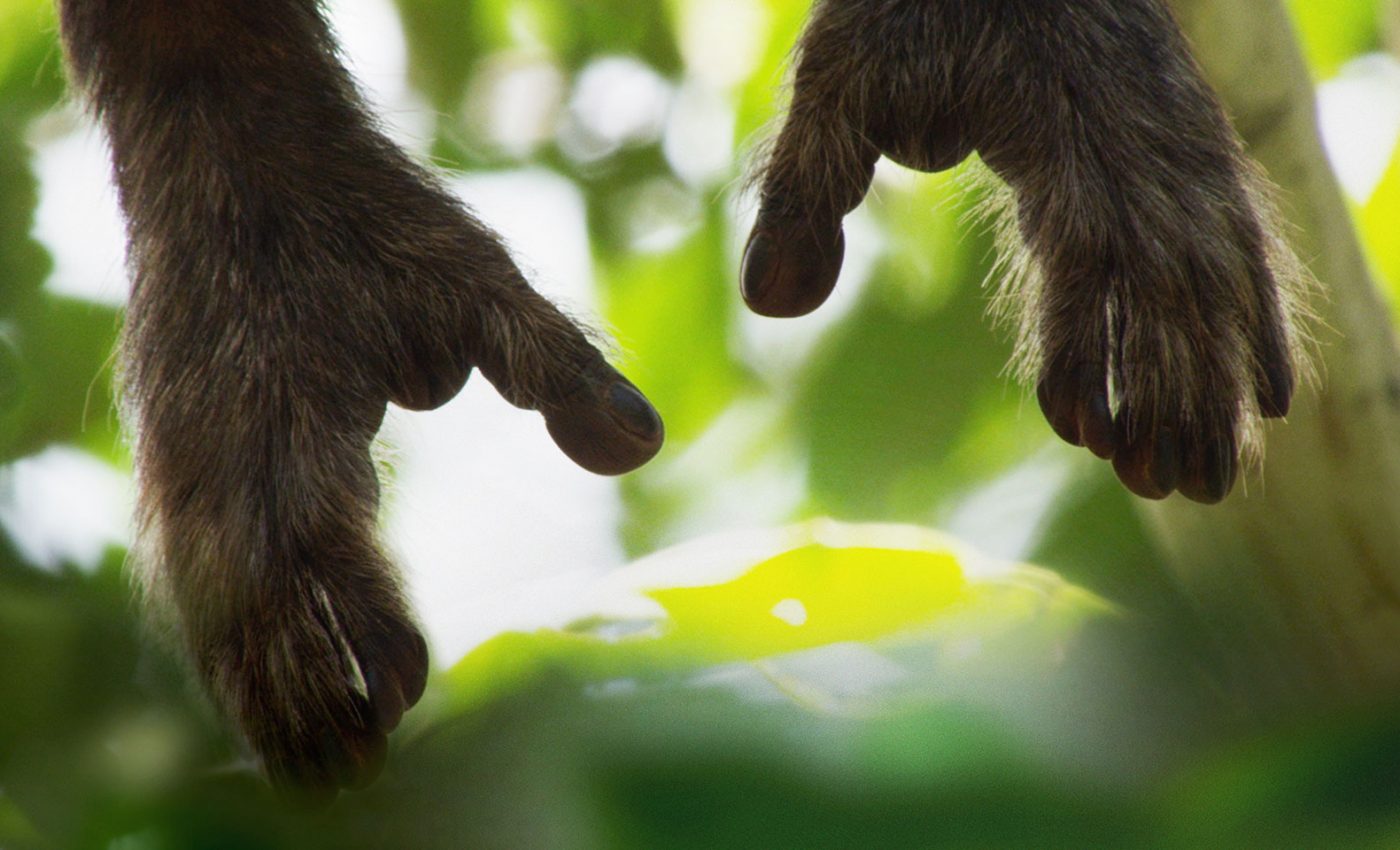 ‘Terra’ is a visual feast urging humanity to connect with nature