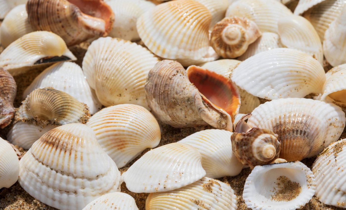 A new type of glass was inspired by mollusk shells