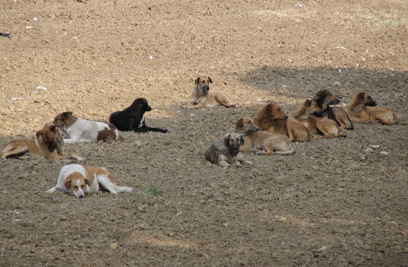 The middle of the pack is a dog-eat-dog fight for dominance