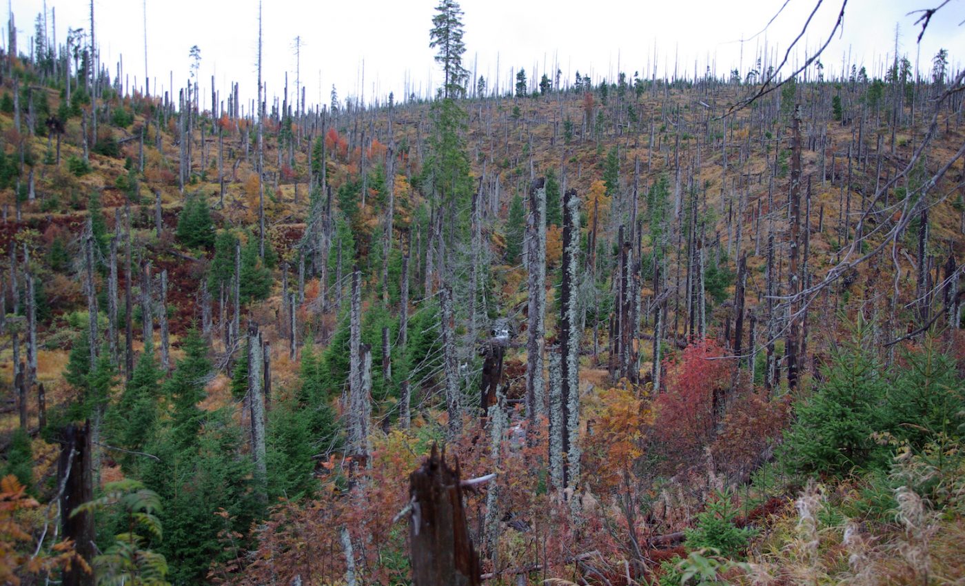 A boom in bark beetles has left timberlands devastated