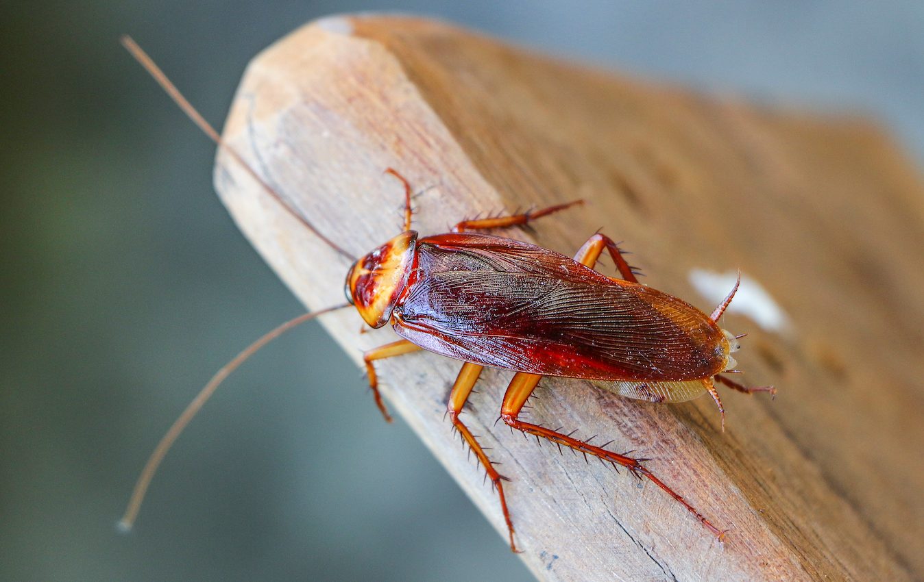 Cockroaches inherit pesticide resistance making them even harder to kill