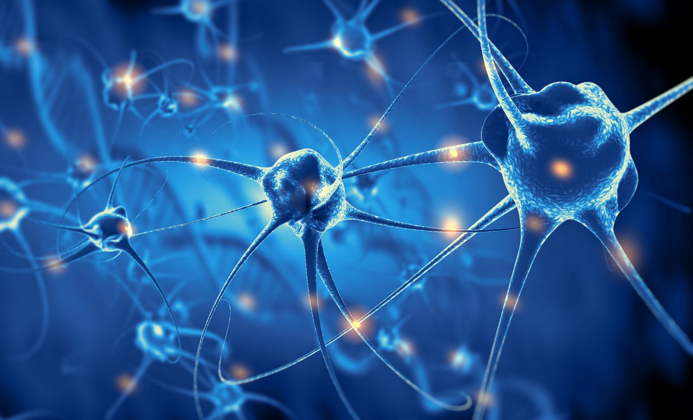 Scientists assemble the first full diagram of an animal’s nervous system