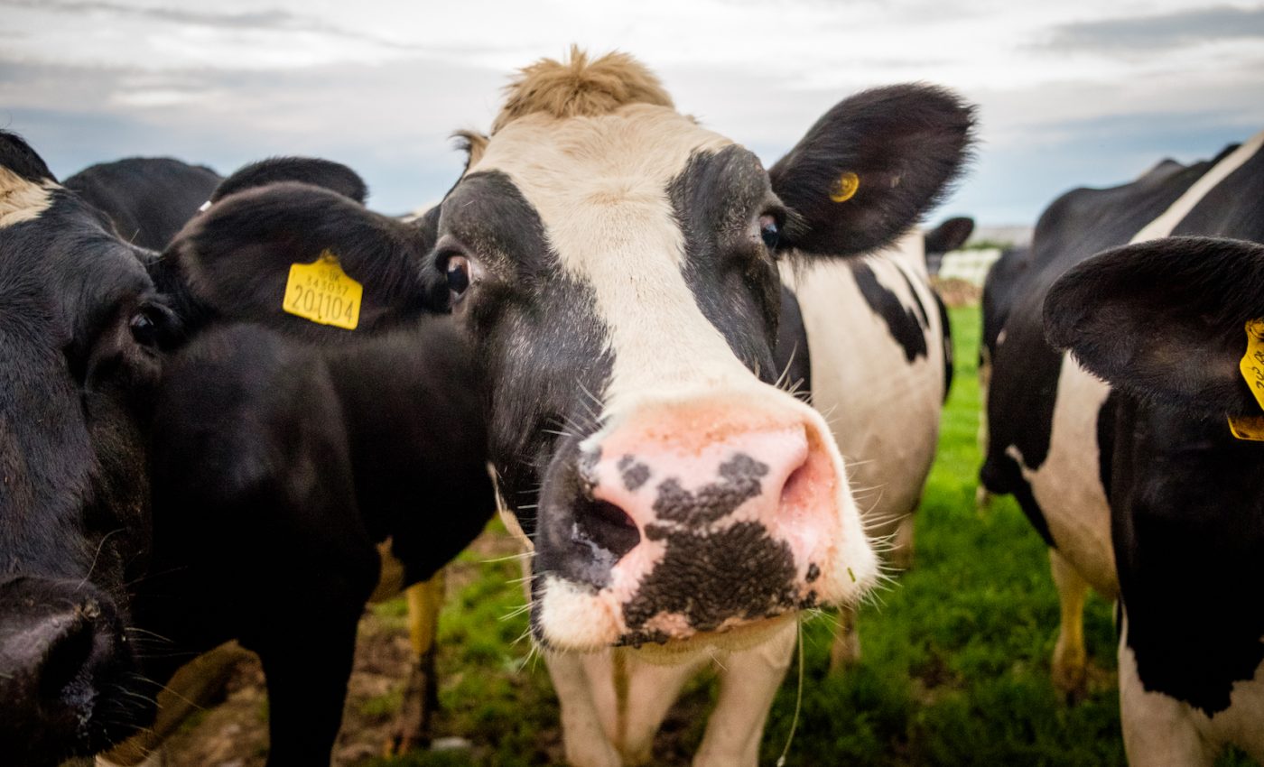 Dairy cow microbiome could yield the key to eco-friendly agriculture