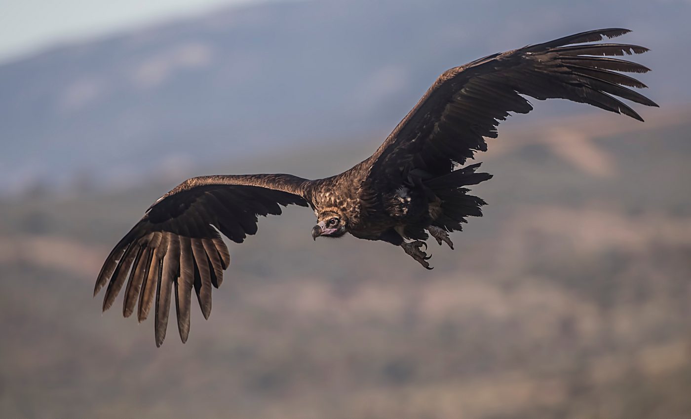 Scavenging birds of prey are on the rise due to climate change