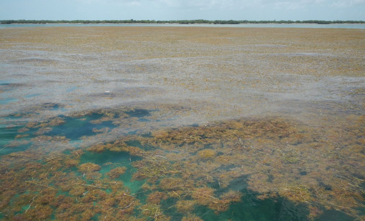 Record-breaking macroalgae blooms are appearing in the Atlantic Ocean